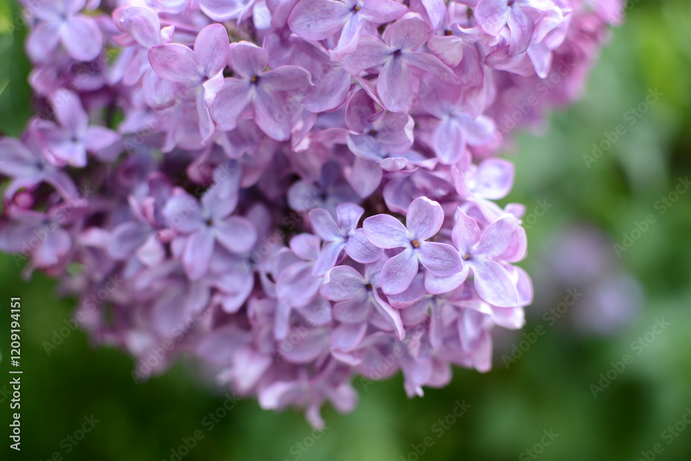 Close up of lilac tree flowers Close up of lilac tree flowers