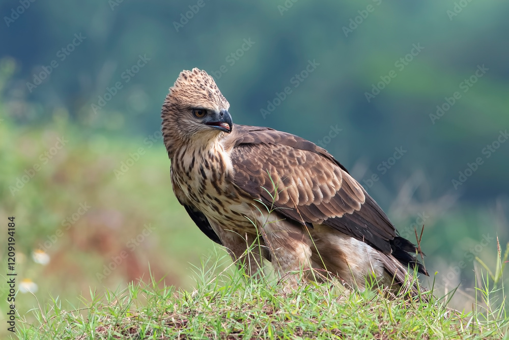 Changeable hawk eagle with a fierce gaze Changeable hawk eagle with a fierce gaze