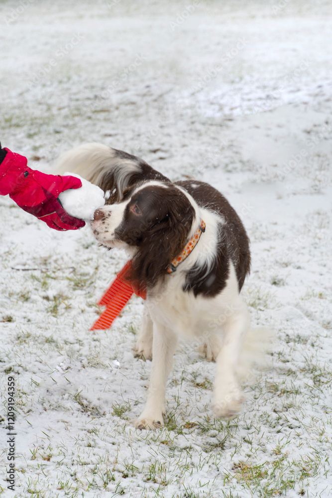 Dog playing with snowball in snow