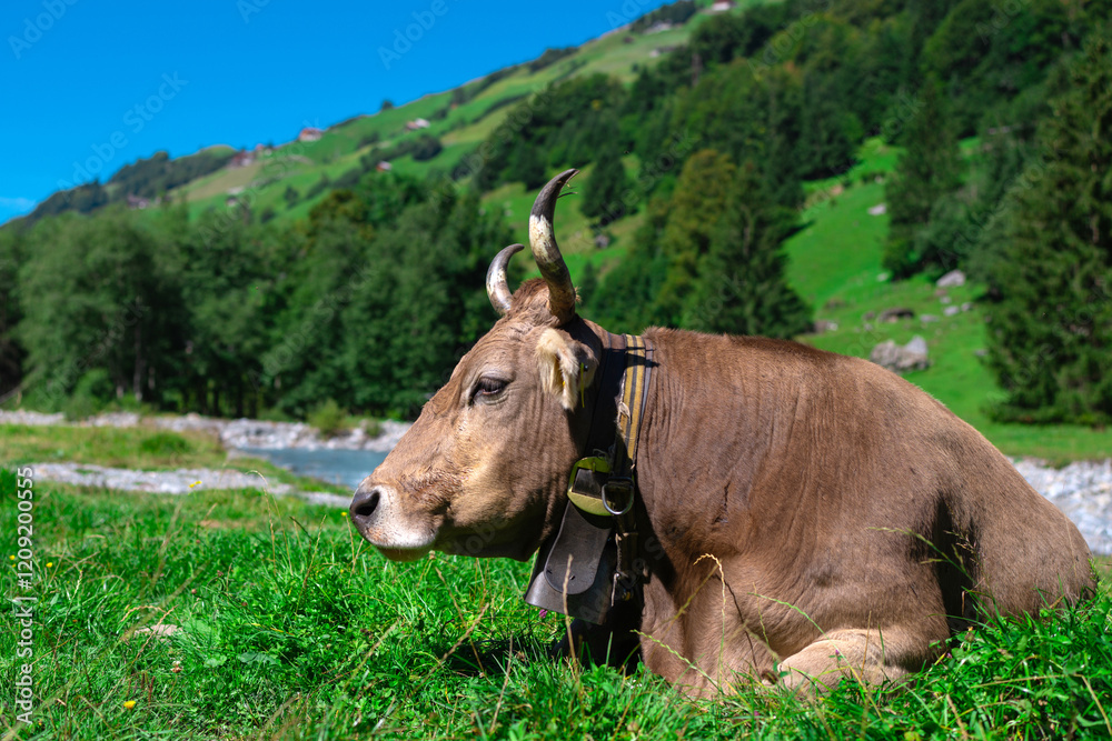 Cows on green grass in summer. A herd of cows grazing on green pastures in Swiss Alps. Farming and livestock. Grazing cow. Hereford cow at summer green field. Cow herd. Cows on farmland. Milk farm. Cows on green grass in summer. A herd of cows grazing on green pastures in Swiss Alps. Farming and livestock. Grazing cow. Hereford cow at summer green field. Cow herd. Cows on farmland. Milk farm.