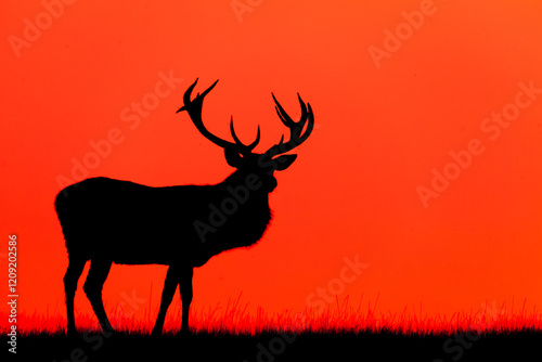 silhouette of a deer on a red background, red deer, cervus, elaphus, profile, graphic, antlers, male, game, sunset, red