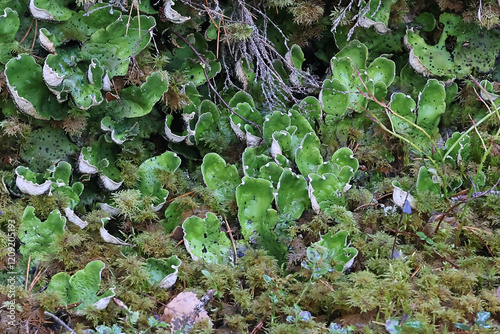 Peltigera aphthosa, commonly known as dog lichen, leafy lichen, felt lichen or common freckle pelt photo