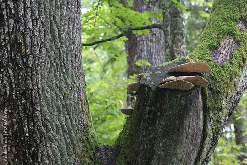 Bilde på lerret Daedalea quercina, commonly known as oak mazegill or maze-gill fungus, polypore