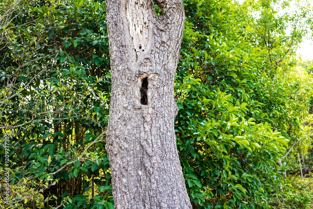 Obraz premium 山の木(タイ)