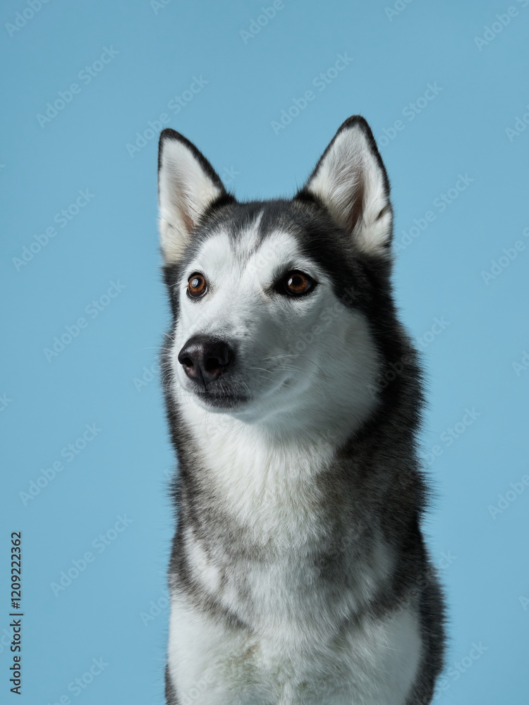 Fototapeta premium Alert Siberian Husky portrayed in a studio setting, displaying its piercing gaze. Dog portrait captures the breed's iconic markings and attentive expression, against a calm blue backdrop