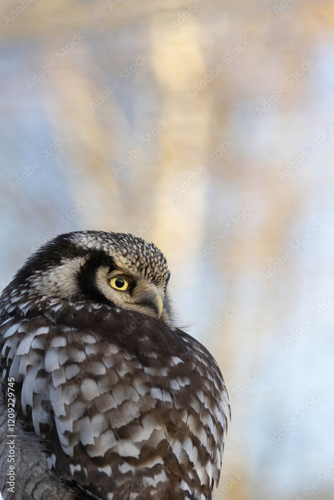 Fototapeta premium Northern hawk-owl (Surnia ulula). Wildlife bird.