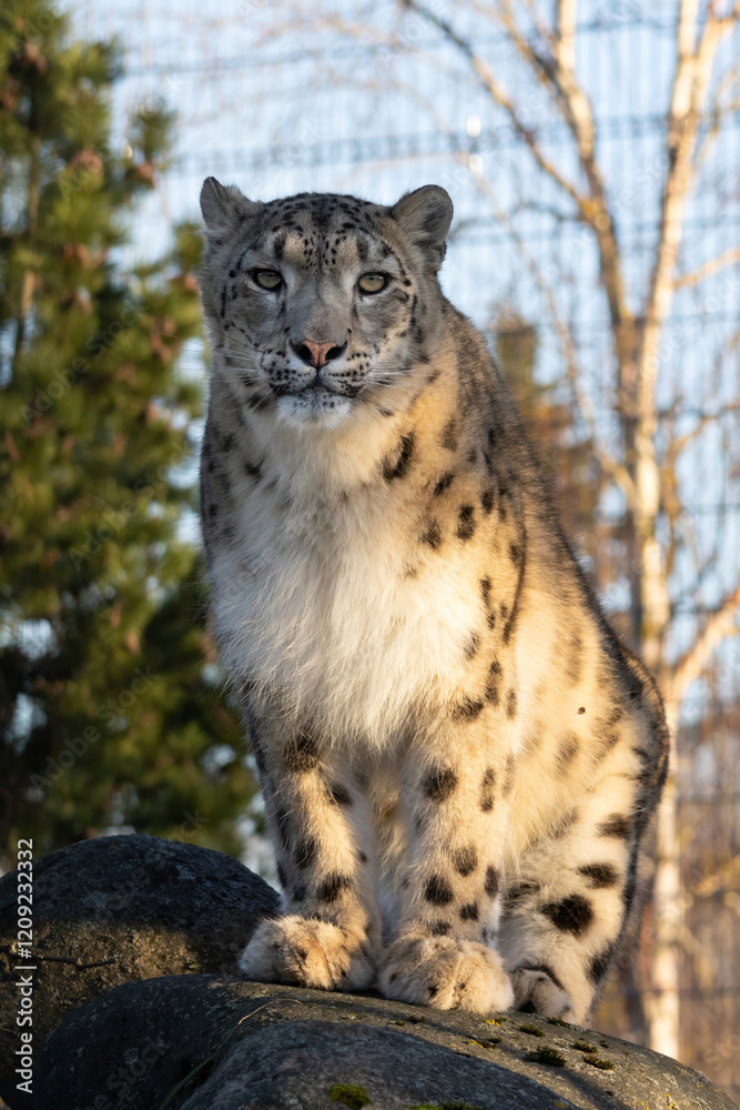 Fototapeta premium beautiful snow leopard Irbis staying on rock