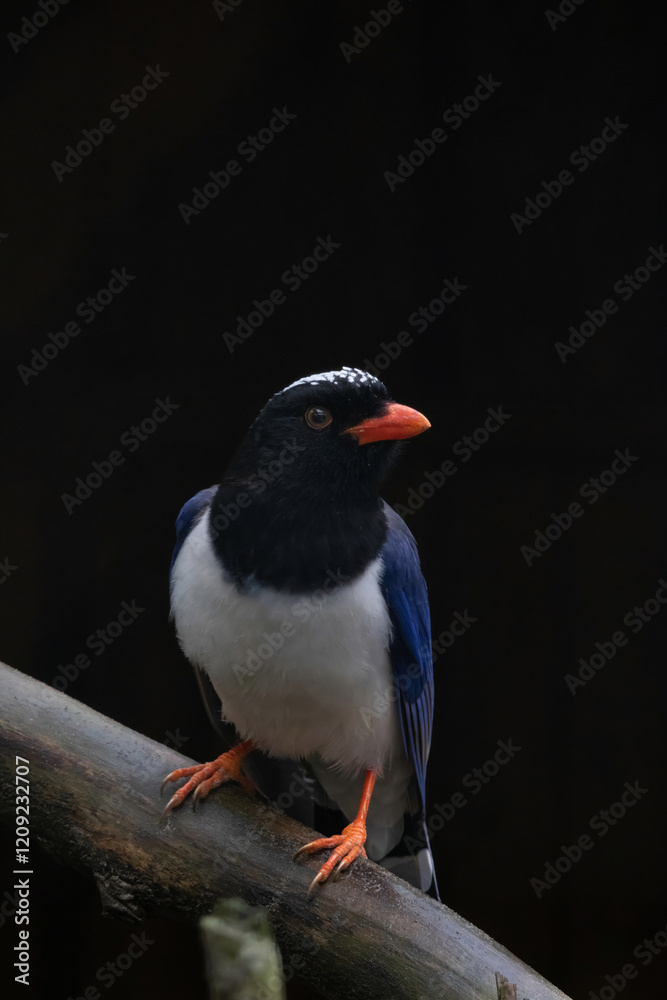 Naklejka premium An attractive Red-billed Blue Magpie (Urocissa erythroryncha)