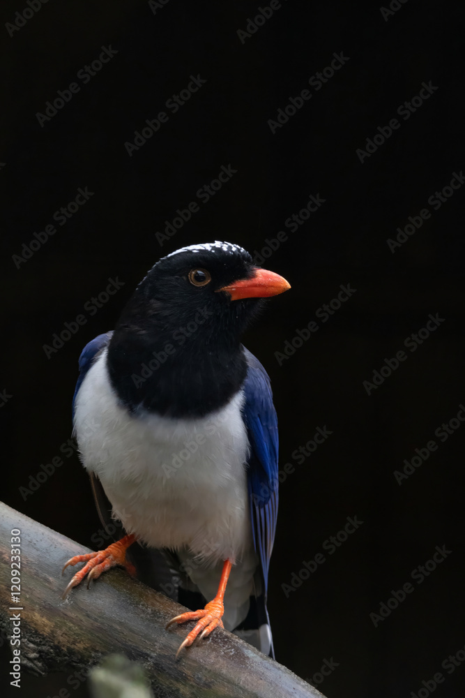 Fototapeta premium An attractive Red-billed Blue Magpie (Urocissa erythroryncha)