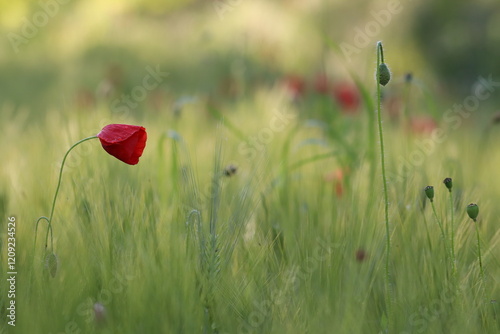 fiori di papavero in primavera in un campo photo