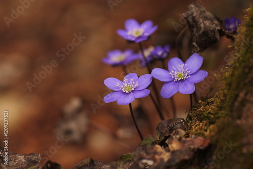 fiori di anemone hepatica nel bosco in primavera