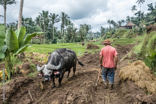 Farmer plowing rice paddy field with water buffalo, Bali, Indonesia