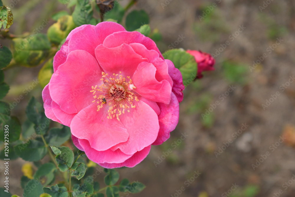 Beautiful pink rose flower closeup in garden, A very beautiful pink rose flower bloomed on the rose tree, Rose flower closeup, bloom flowers, Natural spring flower, Natural floral background, Beautiful pink rose flower closeup in garden, A very beautiful pink rose flower bloomed on the rose tree, Rose flower closeup, bloom flowers, Natural spring flower, Natural floral background,
