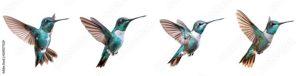 Fototapeta premium Vibrant Hummingbirds in Flight Capturing the Graceful Movements and Vibrant Colors of These Tiny Avian Wonders as They Hover Flitter and Feed on Nectar in their Natural Environments