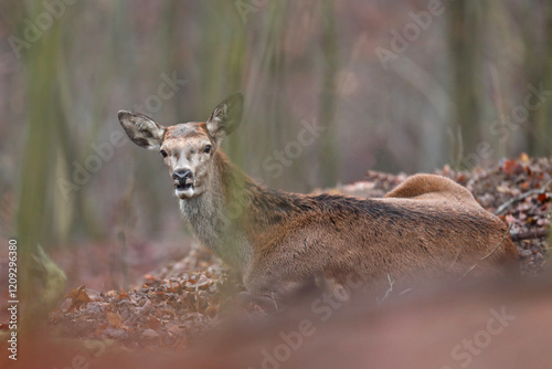 Fototapeta Naklejka Na Ścianę i Meble -  Jeleń szlachetny, deer, (Cervus elaphus)