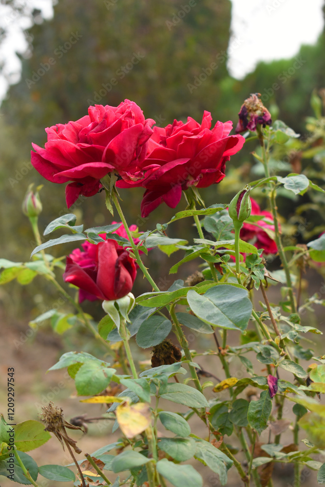 Fototapeta premium Beautiful red rose flower closeup in garden, A very beautiful red rose flower bloomed on the rose tree, Rose flower closeup, bloom flowers, Natural spring flower, Natural floral background,