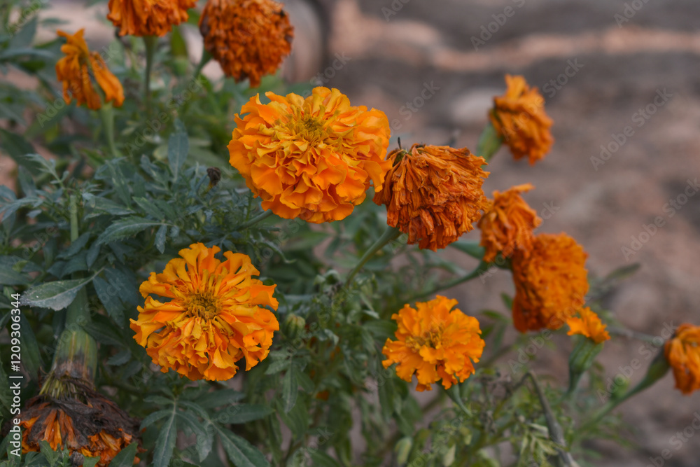 orange marigold flower blossom in garden, orange Mari Gold flowers for decorate garden, Close up of beautiful orange marigold flower. Nature, Marigold flowers bloom in the morning, Marigold orange marigold flower blossom in garden, orange Mari Gold flowers for decorate garden, Close up of beautiful orange marigold flower. Nature, Marigold flowers bloom in the morning, Marigold