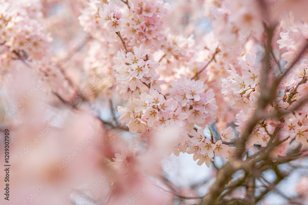 Naklejka premium 昼の桜