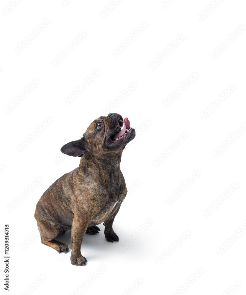 Obraz premium Cheerful French Bulldog looking up