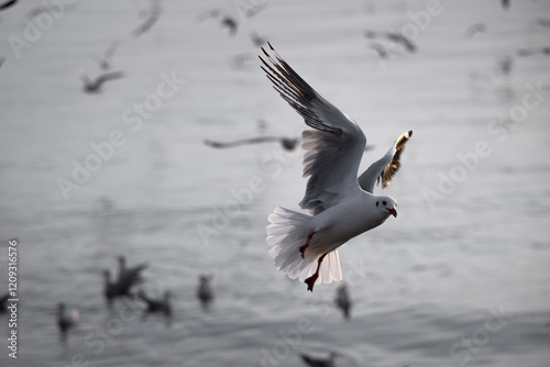 Seagull in Flight, A single seagull takes center stage, wings outstretched in graceful flight above a bustling flock of its brethren, the ocean's surface creating a blurred backdrop. photo