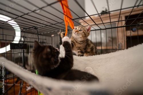 Feral Kitten Being Socialized