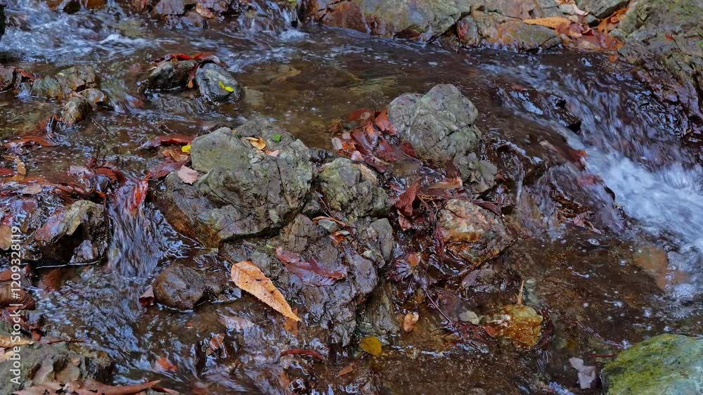 Stream in the forest, healing nature scenery Stream in the forest, healing nature scenery
