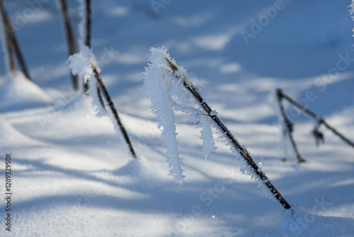 Wallpaper Mural Close-up of delicate frost formations clinging to dry twigs, sparkling in the sunlight against a backdrop of pristine snow Torontodigital.ca