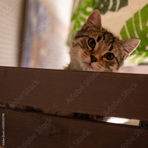 Socialized Feral Kittens