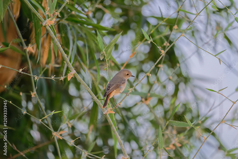 bird on a branch bird on a branch