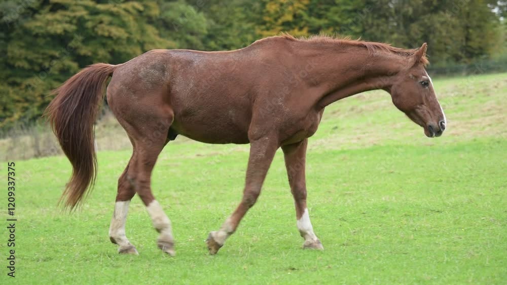 Brown horse walking in a green field pasture meadow in the rural countryside, slow motion side view Brown horse walking in a green field pasture meadow in the rural countryside, slow motion side view