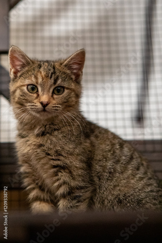 Socialized Feral Kittens