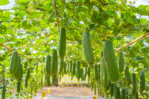 The fruit of the sponge gourd (Smooth Luffa) hangs in the dome where it is grown. photo