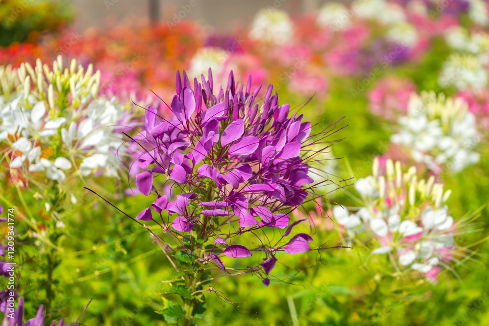 Obraz premium Focus on the purple flowers of Cleome (Spider Flower) with a blurred background of variously colored Cleome flowers.
