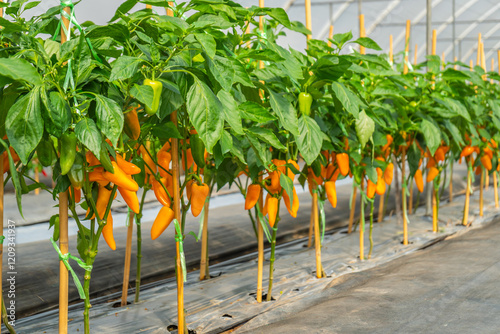 The bell pepper plants grown in a greenhouse are supported with bamboo sticks to prevent them from falling. The plants bear an abundance of orange bell peppers.