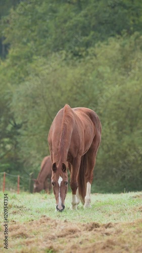 Brown horse grazing in a meadow on a pasture in the rural countryside, front view vertical video