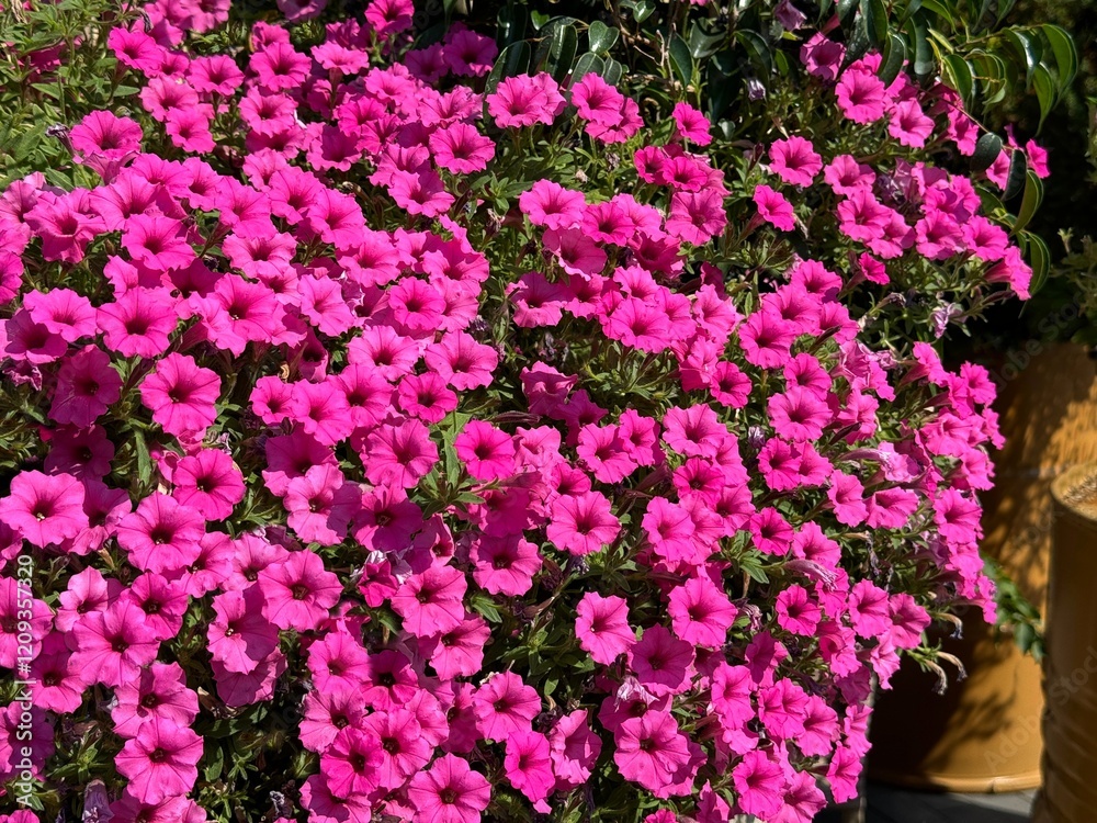 Obraz premium Petunia blooms pink petunias flowers in garden