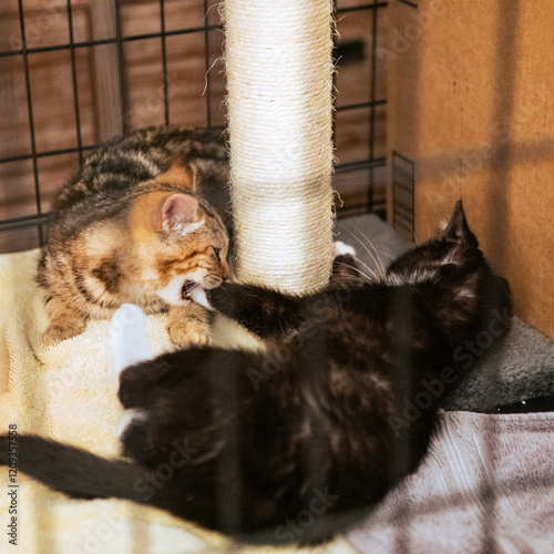 Feral kitten playing and being socialized.