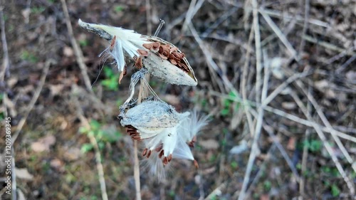 Syrian cottonweed, Aesculapian grass, Milky grass, Svalov grass. Asklepias sirjaka. Dry seeds of Asklepias sirjaka L in the winter wind. photo