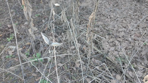 Syrian cottonweed, Aesculapian grass, Milky grass, Svalov grass. Asklepias sirjaka. Dry seeds of Asklepias sirjaka L in the winter wind. photo