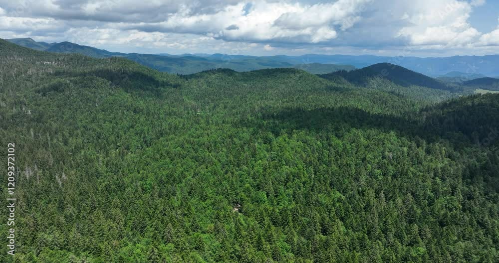 A serene aerial view of lush green forests and distant hills in Gorski Kotar A serene aerial view of lush green forests and distant hills in Gorski Kotar