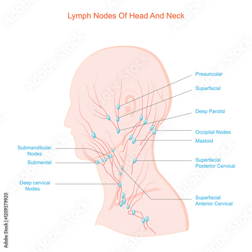 Lymph nodes of head and neck.Fluid exchange, body defense from infection and disease.Labelled Diagram.