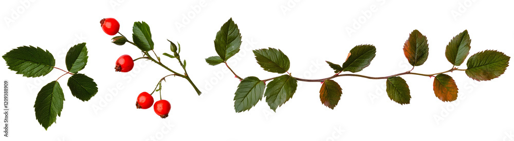 Fototapeta premium set rosehip branches with red berries and green leaves. twigs with berries are isolated