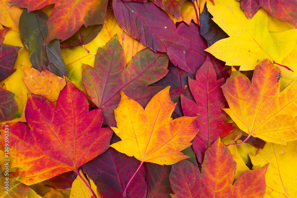 Obraz premium Autumn background - dried yellow, green, orange, purple and red leaves of maple, alder, sumac tree, cherry, arranged at random. View from above. Closeup