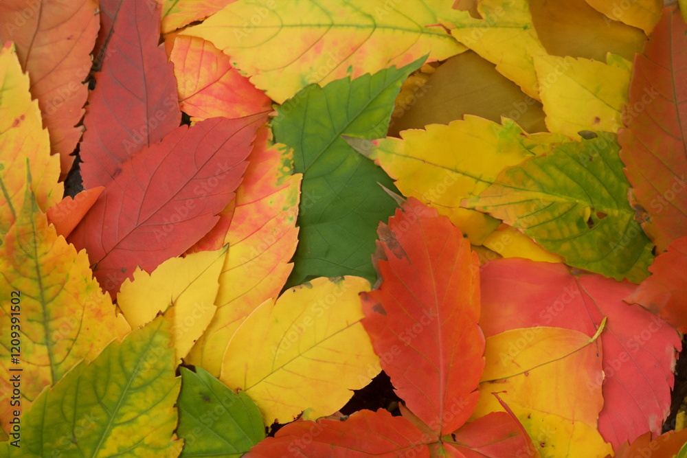 Autumn background - dried yellow, green, orange, purple and red leaves of maple, alder, sumac tree, cherry, arranged at random. View from above. Closeup Autumn background - dried yellow, green, orange, purple and red leaves of maple, alder, sumac tree, cherry, arranged at random. View from above. Closeup