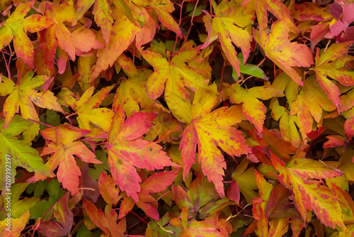 Autumn background - dried yellow, green, orange, purple and red leaves of maple, alder, sumac tree, cherry, arranged at random. View from above. Closeup photo