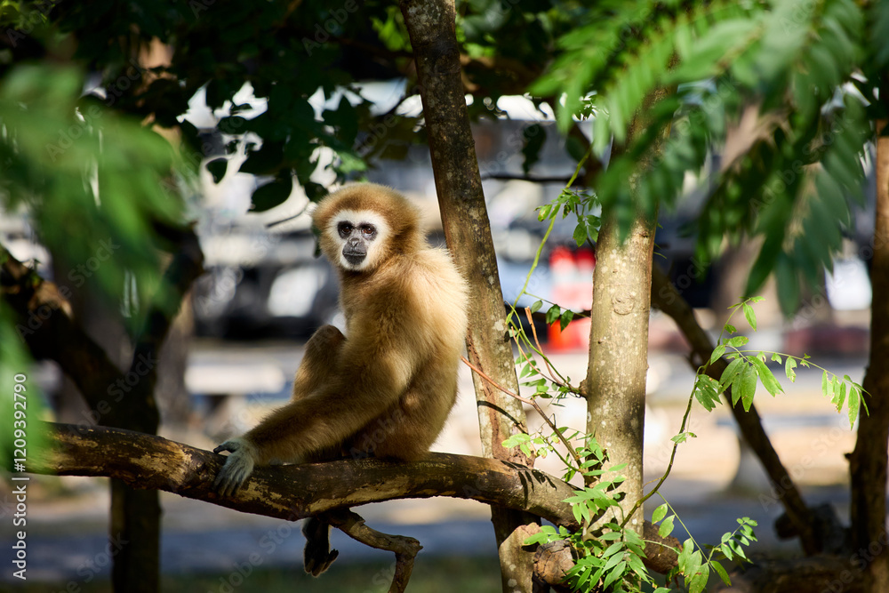 Fototapeta premium A white-armed gibbon sits on a branch and looks at the camera