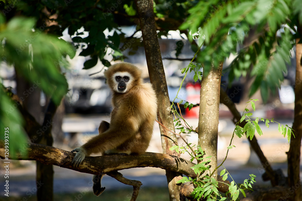 Obraz premium A white-armed gibbon sits on a branch and looks at the camera