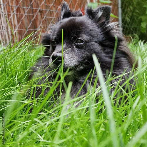 Small black and tired pomeranian laying in green grass with a fence behind