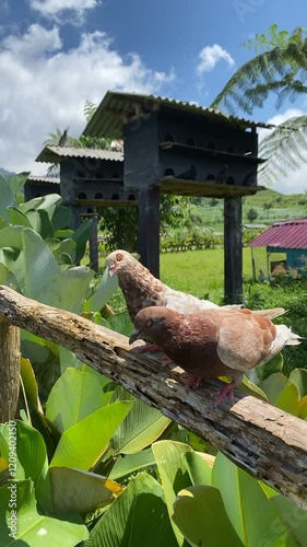 The beauty of Menggala Ranch in Banyumas Regency, Central Java, indonesia. It was taken on January 21, 2025 by a professional. It's a wonderful ranch with a nice view photo