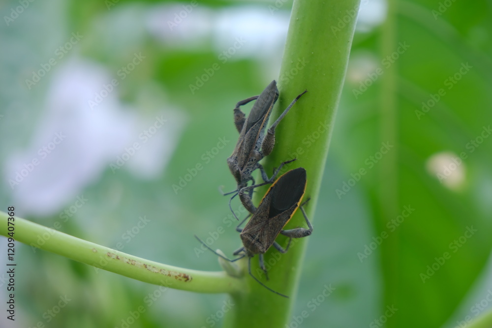 Detailed Close-Up of Clustered Insects on a Green Plant Stem in Natural Habitat Detailed Close-Up of Clustered Insects on a Green Plant Stem in Natural Habitat